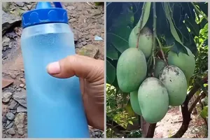 Bukan pakai bumbu dapur, ini trik merawat pohon mangga agar berbuah di luar musim dengan 1 jenis obat