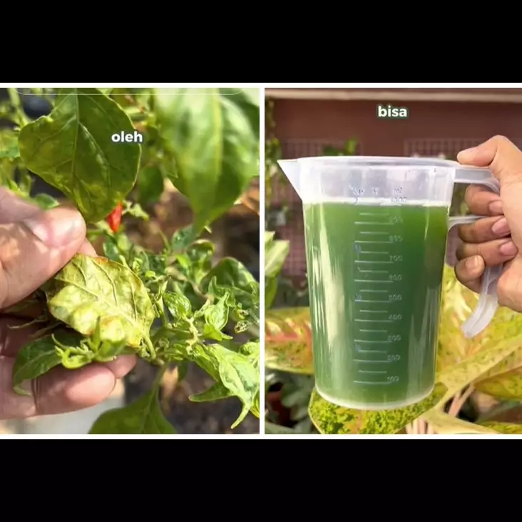 Jangan cuma sabun cuci piring, ini trik atasi tanaman cabai yang daunnya keriting pakai 1 jenis daun