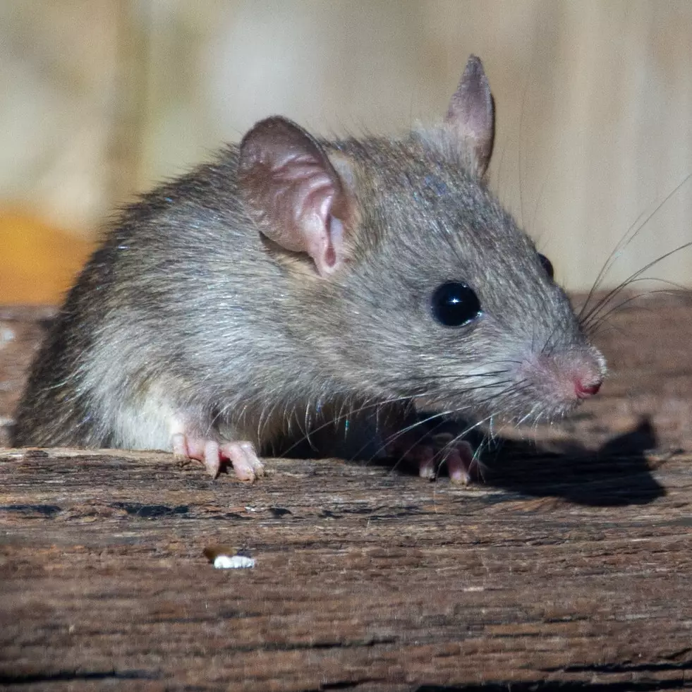 Nggak perlu pakai lem, ini trik bikin perangkap tikus andalkan 1 barang bekas