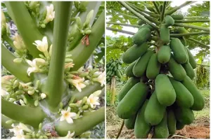 Cuma pakai 1 bumbu dapur, ini cara merawat pohon pepaya agar berbuah lebat dan bunganya tidak rontok