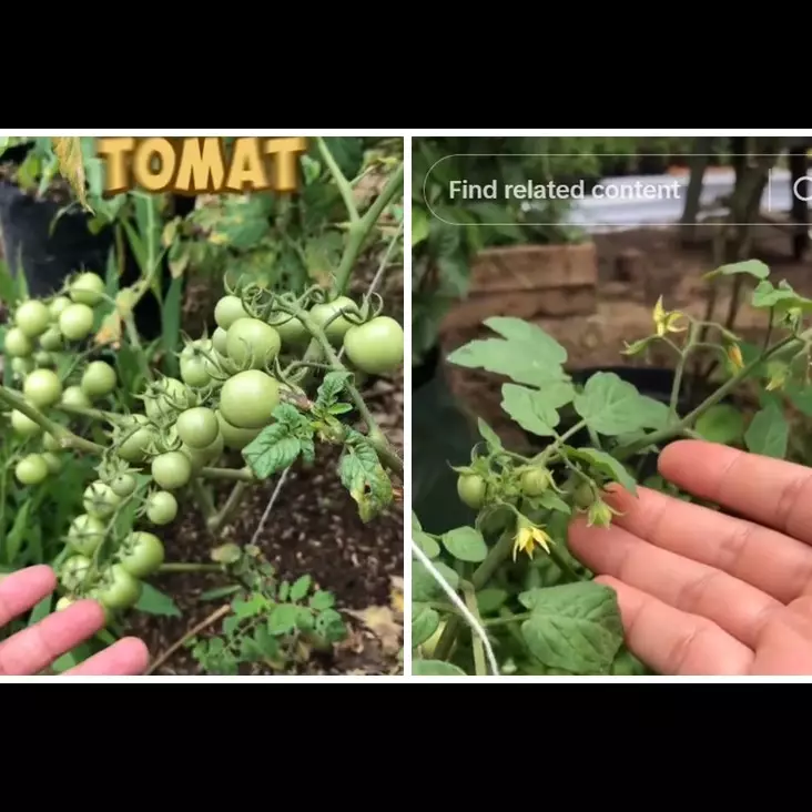 Tanpa garam atau micin, ini trik merawat tanaman tomat supaya cepat berbuah cuma pakai 3 bahan dapur