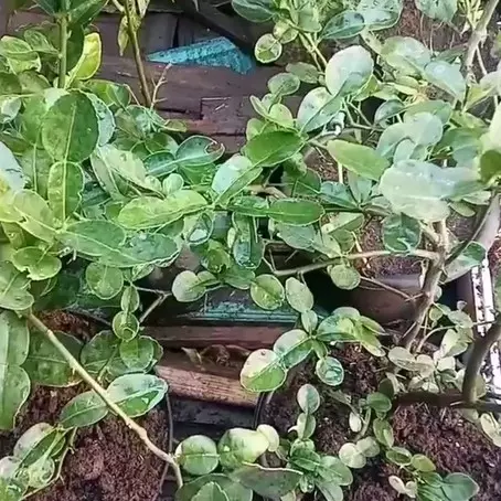 Cara melebatkan pohon jeruk purut agar daunnya makin lebar meski ditanam di pot, pakai 2 bahan dapur