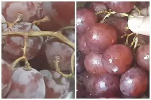 Tanpa diberi tepung atau cuka, ini trik menghilangkan lapisan lilin pada anggur