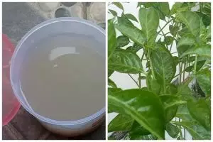Bukan micin atau air beras, ini trik merawat tanaman sayur dan buah agar subur pakai 1 umbi-umbian