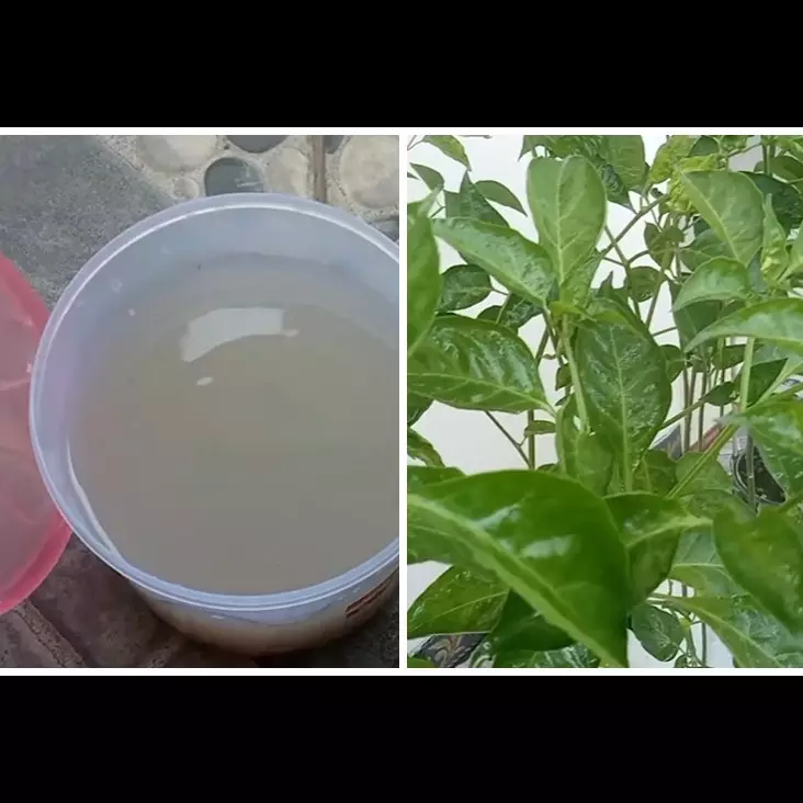 Bukan micin atau air beras, ini trik merawat tanaman sayur dan buah agar subur pakai 1 umbi-umbian