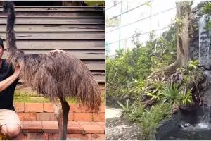 Ditaksir hingga Rp 3 miliar, intip 13 penampakan aviary milik Irfan Hakim bak hutan sungguhan