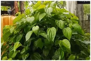 Jangan cuma disiram air, ini trik merawat tanaman sirih agar daunnya rimbun pakai 1 bumbu dapur