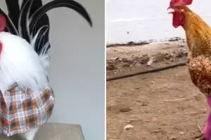 Hidup lagi banyak drama malah ketemu 11 potret kocak ayam dipakaikan baju, gagal paham sama konsepnya
