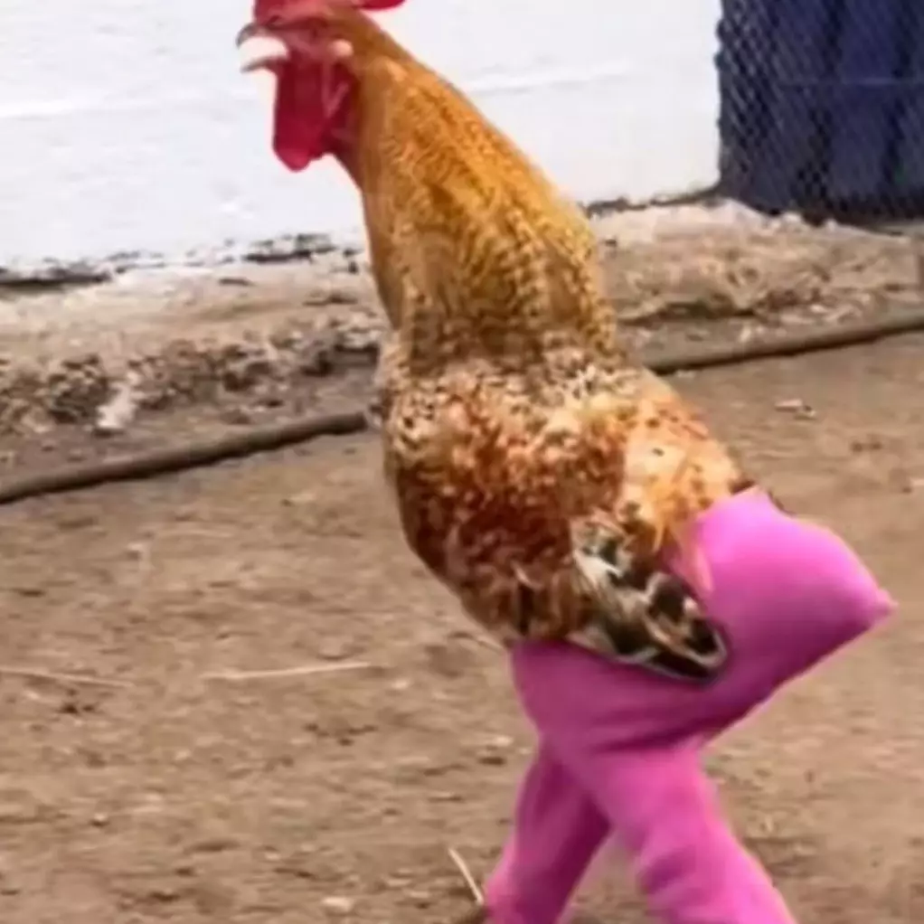 Hidup lagi banyak drama malah ketemu 11 potret kocak ayam dipakaikan baju, gagal paham sama konsepnya