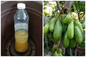 Bukan diberi garam, ini cara merawat pohon belimbing agar cepat berbuah cukup tambah 1 bahan minuman