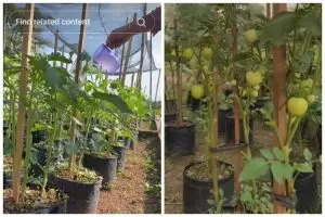 Bukan micin atau garam, ini trik merawat tanaman tomat agar cepat berbuah cukup pakai 1 bumbu dapur