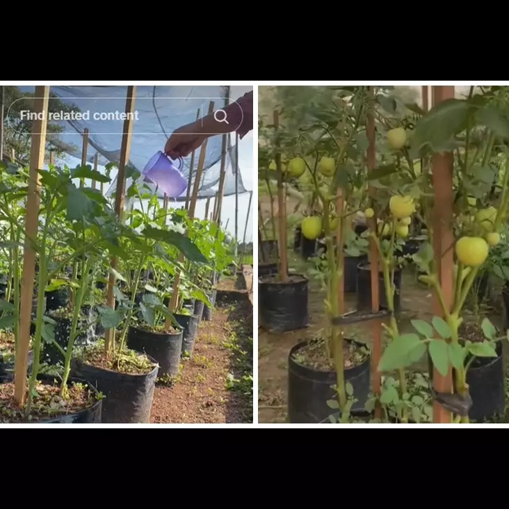 Bukan micin atau garam, ini trik merawat tanaman tomat agar cepat berbuah cukup pakai 1 bumbu dapur