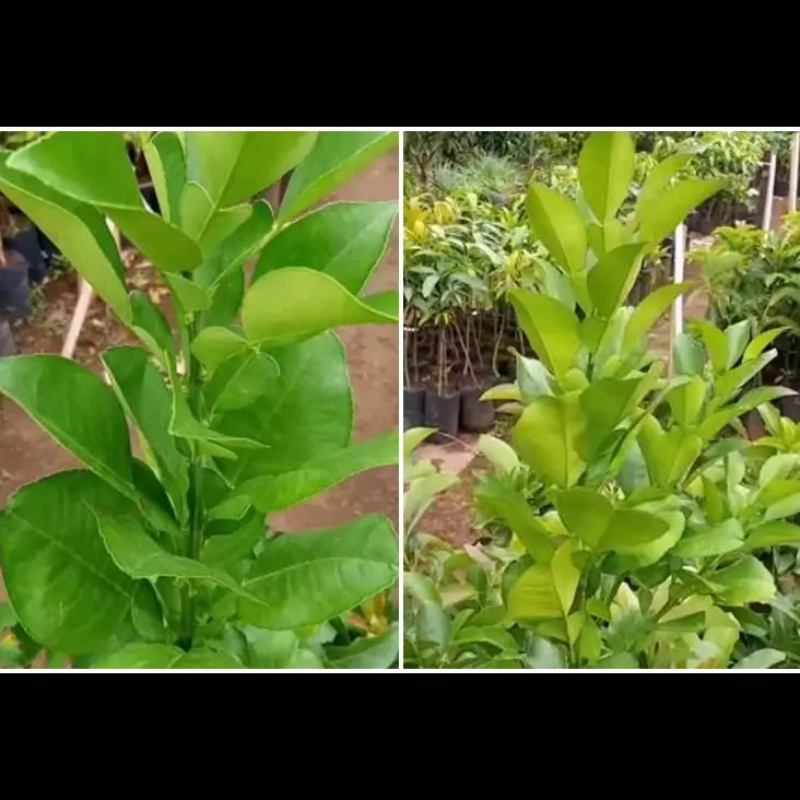 Tak perlu air cucian beras atau micin, ini cara melebatkan pohon daun jeruk pakai 1 bumbu dapur