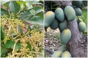 Bukan pakai obat, ini cara jitu merawat pohon mangga agar cepat berbuah cuma tambah 2 bahan dapur