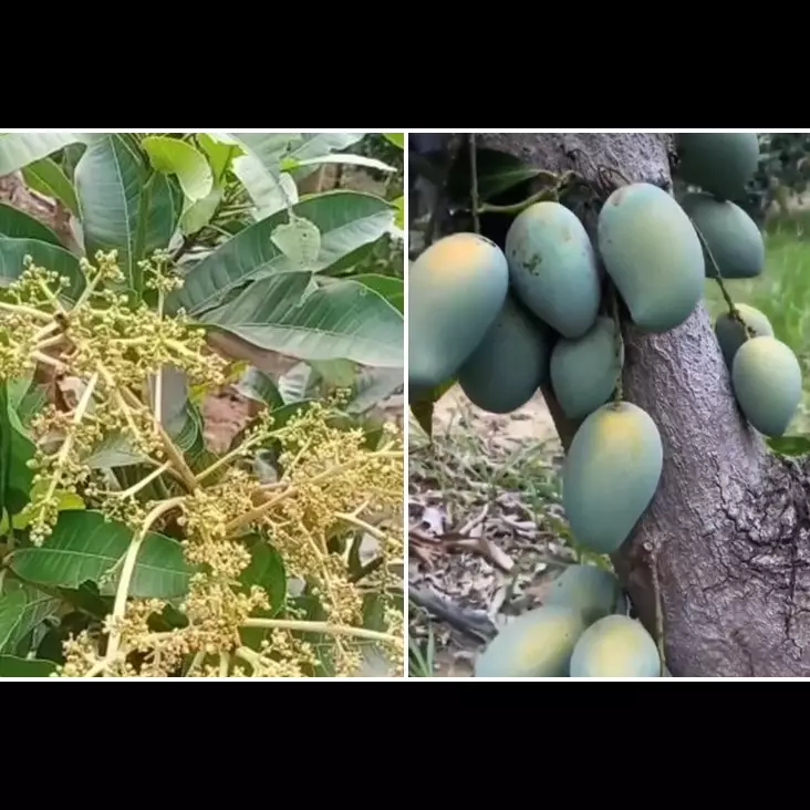 Bukan pakai obat, ini cara jitu merawat pohon mangga agar cepat berbuah cuma tambah 2 bahan dapur
