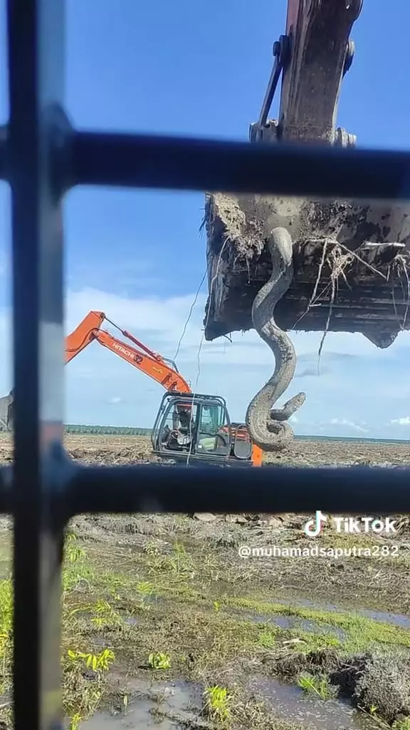 Ngurug tanah malah ketemu ular © TikTok