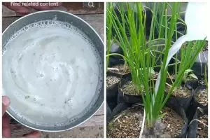 Tanpa garam atau air beras, ini trik merawat tanaman bawang merah agar subur pakai 1 jenis sayur