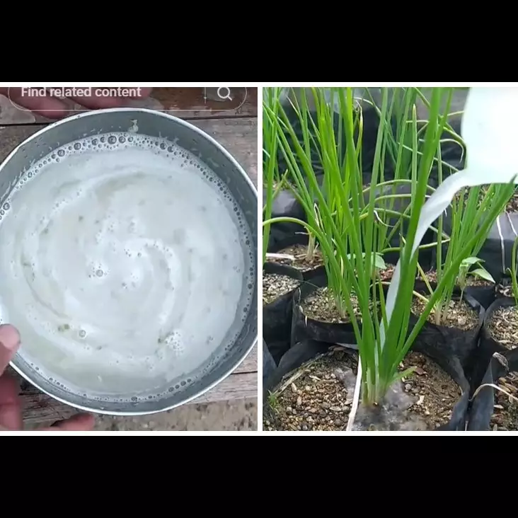 Tanpa garam atau air beras, ini trik merawat tanaman bawang merah agar subur pakai 1 jenis sayur