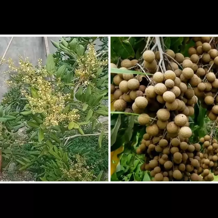 Trik agar pohon kelengkeng cepat berbunga &amp; berbuah meski ditanam dalam pot, ampuh pakai 1 ampas buah