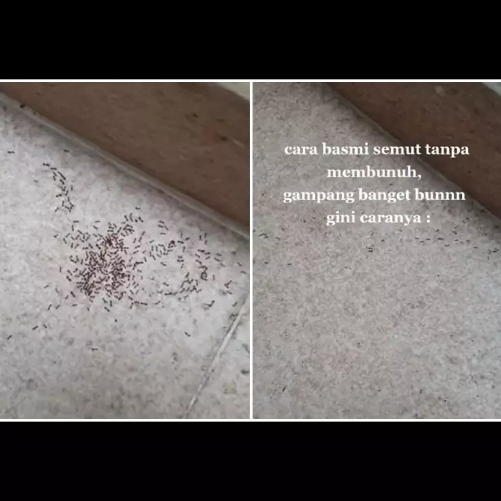 Tak banyak yang tahu, ini trik ampuh mengusir semut pakai 1 jenis tepung