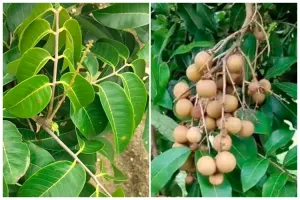 Bukan pakai bumbu dapur, ini cara mudah merawat pohon kelengkeng agar tumbuh subur dan berbuah lebat