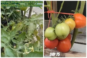Cuma pakai 2 ampas dapur, ini trik jitu melebatkan bunga dan buah pada tanaman tomat