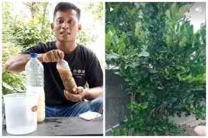 Tak diberi garam, ini trik melebatkan daun pohon jeruk purut agar cepat berbuah pakai 2 jenis minuman