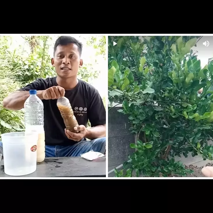 Tak diberi garam, ini trik melebatkan daun pohon jeruk purut agar cepat berbuah pakai 2 jenis minuman