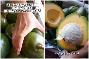 Bukan diperam beras atau ditusuk lidi, ini cara ampuh mematangkan alpukat dalam 2 hari