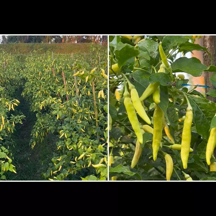 Bukan kulit pisang, ini trik merawat tanaman cabai agar berbuah lebat cuma pakai 1 jenis ampas dapur