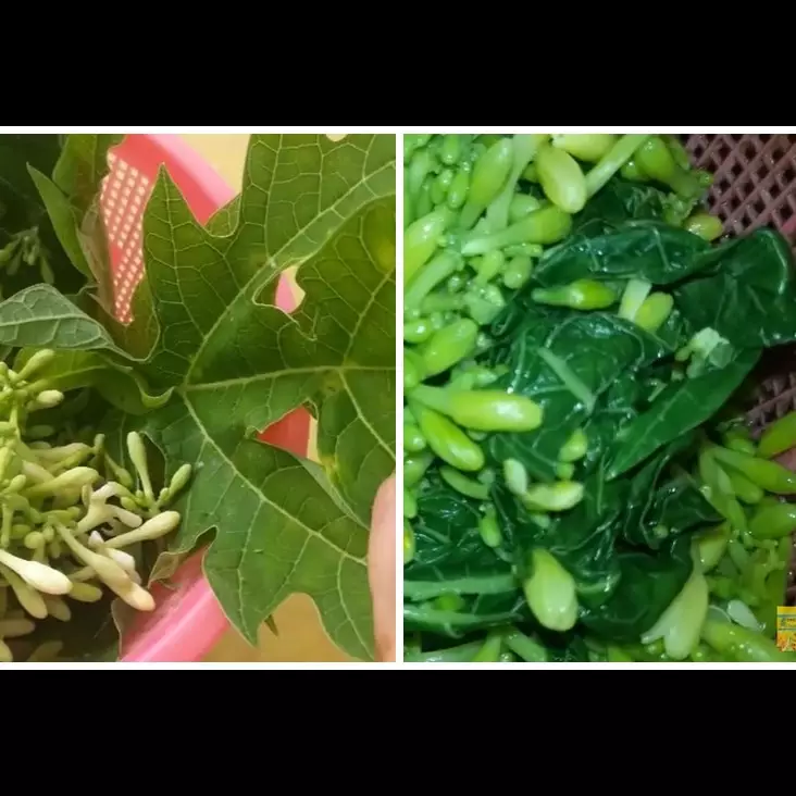 Tak perlu tanah liat atau asam jawa, ini cara merebus daun pepaya agar tidak pahit pakai 1 jenis daun