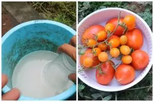 Bukan micin atau garam, ini cara merawat tanaman tomat agar subur cukup pakai 2 ampas dapur