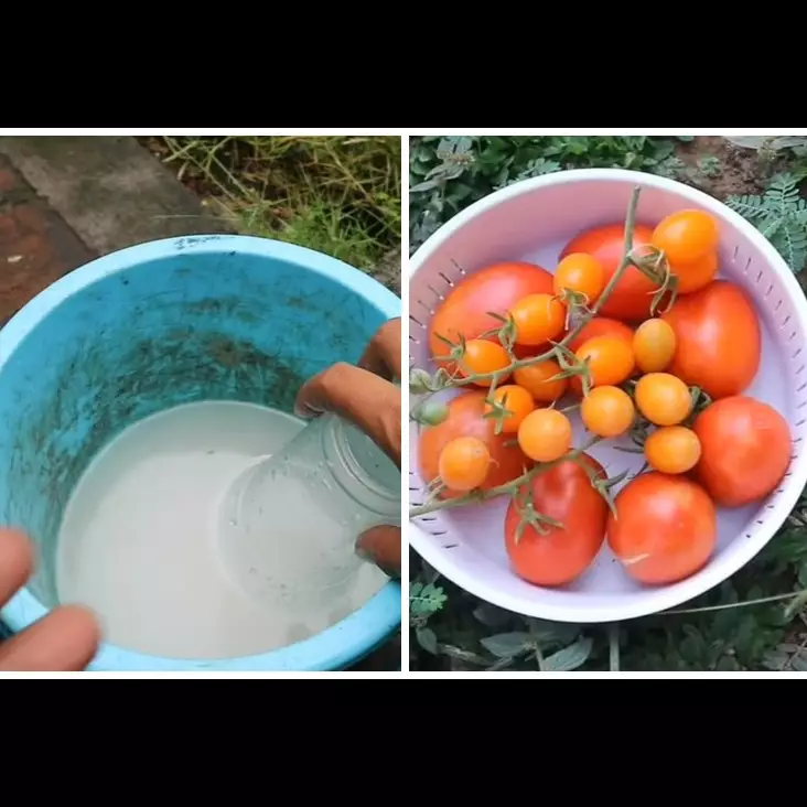 Bukan micin atau garam, ini cara merawat tanaman tomat agar subur cukup pakai 2 ampas dapur