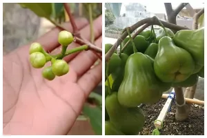 Bukan pakai garam, ini trik merangsang pertumbuhan bunga pada pohon jambu air meski ditanam dalam pot