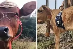 11 Potret kocak sapi didandani ini penampilannya bikin geleng kepala, idenya dari mana sih?