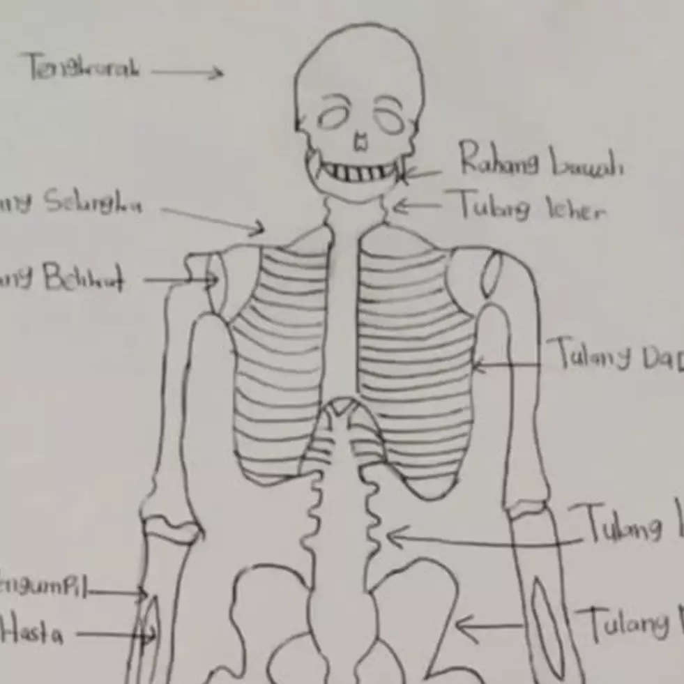 Disuruh gambar rangka manusia, 7 hasil karya murid kelas 5 SD ini kreatif bin nyeleneh