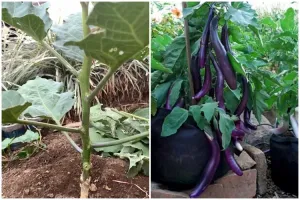 Bukan pakai bumbu dapur, ini cara mudah merawat tanaman terong agar tumbuh subur dan berbuah besar