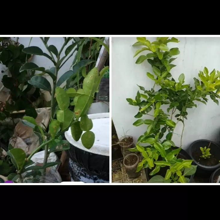 Tanpa bawang dan sabun, ini cara bikin pembasmi hama tikus pada tanaman jeruk purut dari 1 ampas dapur