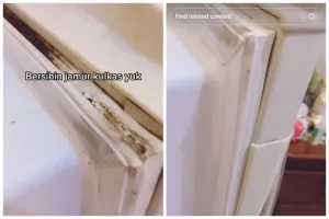 Tanpa sabun atau pasta gigi, ini cara ampuh bersihkan jamur di karet pintu kulkas pakai 1 bahan dapur