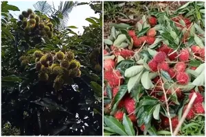 Tanpa micin, ini trik merawat pohon rambutan agar berbuah di luar musim dengan 1 jenis ampas dapur