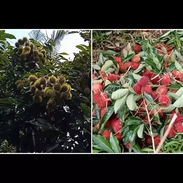 Tanpa micin, ini trik merawat pohon rambutan agar berbuah di luar musim dengan 1 jenis ampas dapur
