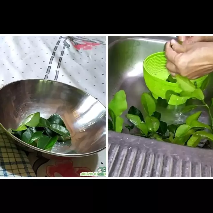 Tanpa kulkas, ini trik menyimpan daun jeruk agar tetap hijau dan aromanya sedap hingga 2 bulan