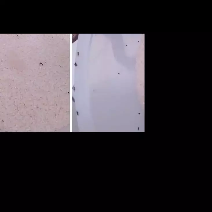 Bukan pakai rempah daun, ini cara ampuh mengusir kutu di beras dengan 2 bahan dapur