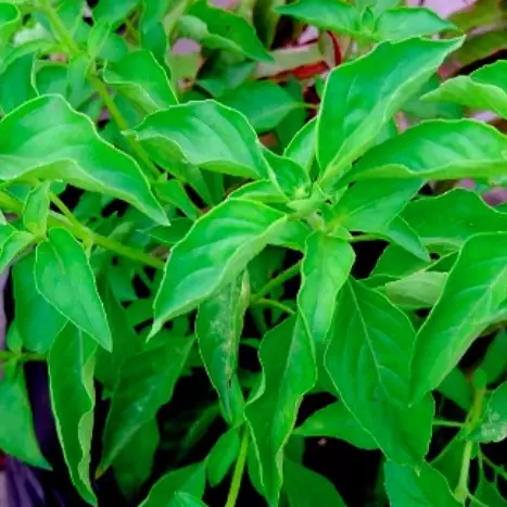 Bukan pakai bumbu dapur, ini cara mudah merawat tanaman kemangi makin rimbun dan daunnya tak mengering