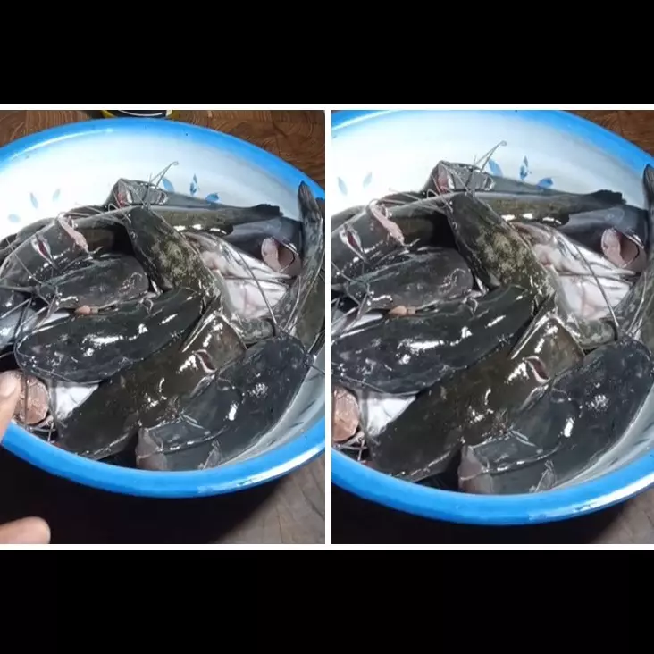 Tanpa kapur sirih, ini cara ampuh hilangkan lendir ikan lele cuma pakai 2 bahan dapur
