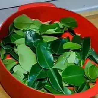 Tanpa dijemur atau ditaruh di kulkas, ini trik simpan daun jeruk tetap hijau dan segar hingga 1 minggu