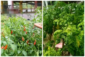 Jadi penyebab daun keriting, ini trik ampuh basmi hama pada tanaman cabai cukup pakai 1 jenis daun