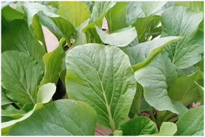 Bukan sabun cuci piring, ini trik mengusir hama ulat pada tanaman sawi cuma pakai 1 jenis ampas dapur