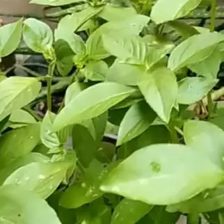 Cukup pakai 2 bahan dapur, ini cara mengatasi tanaman kemangi yang layu dan menguning