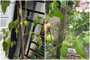 Trik merawat tanaman tomat yang layu agar bisa berbuah lebat cuma pakai 2 bahan dapur